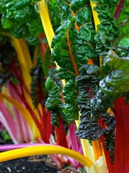 Swiss Chard RAINBOW